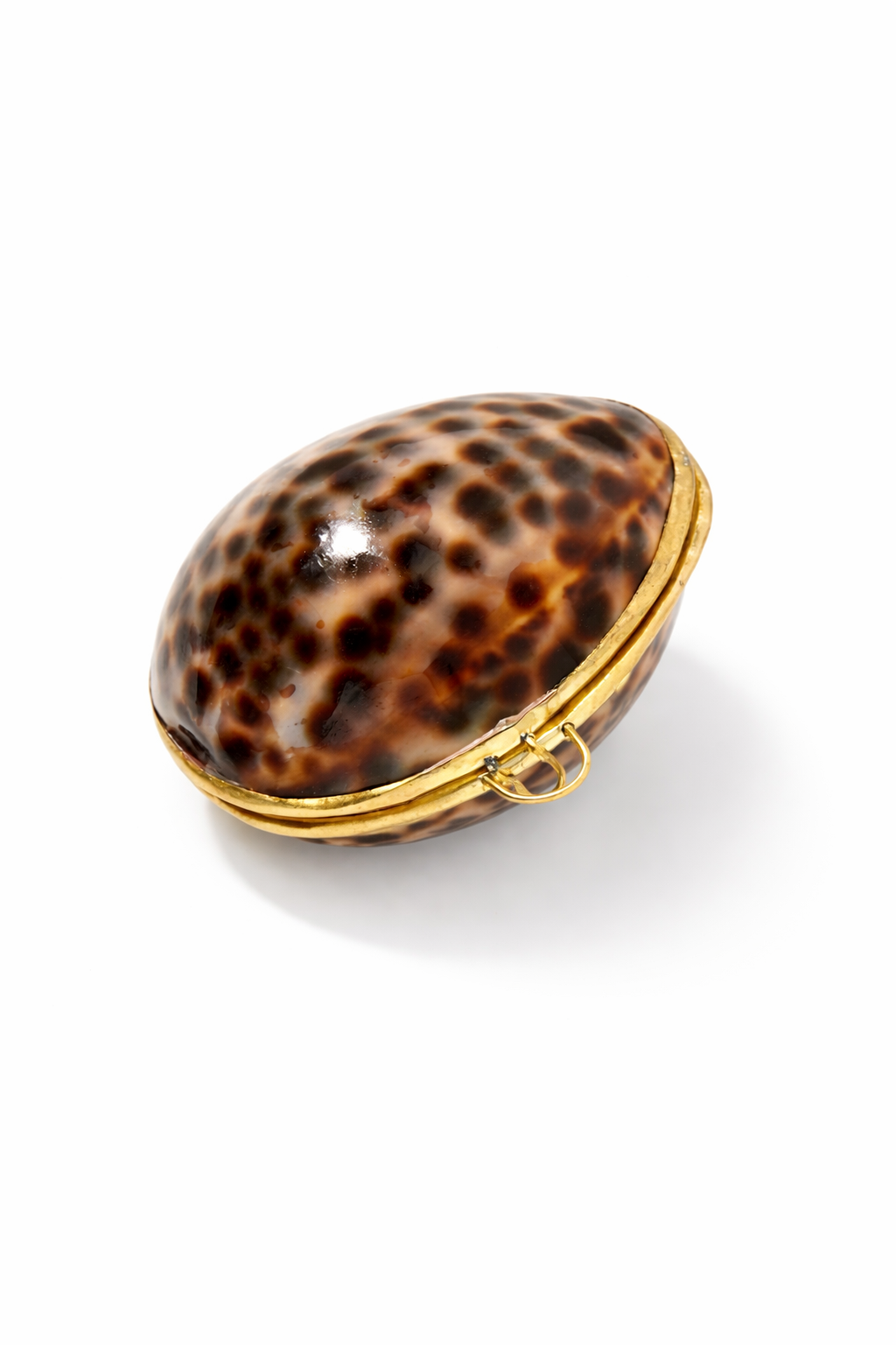 Tiger Cowrie and Clam Jewelry Case