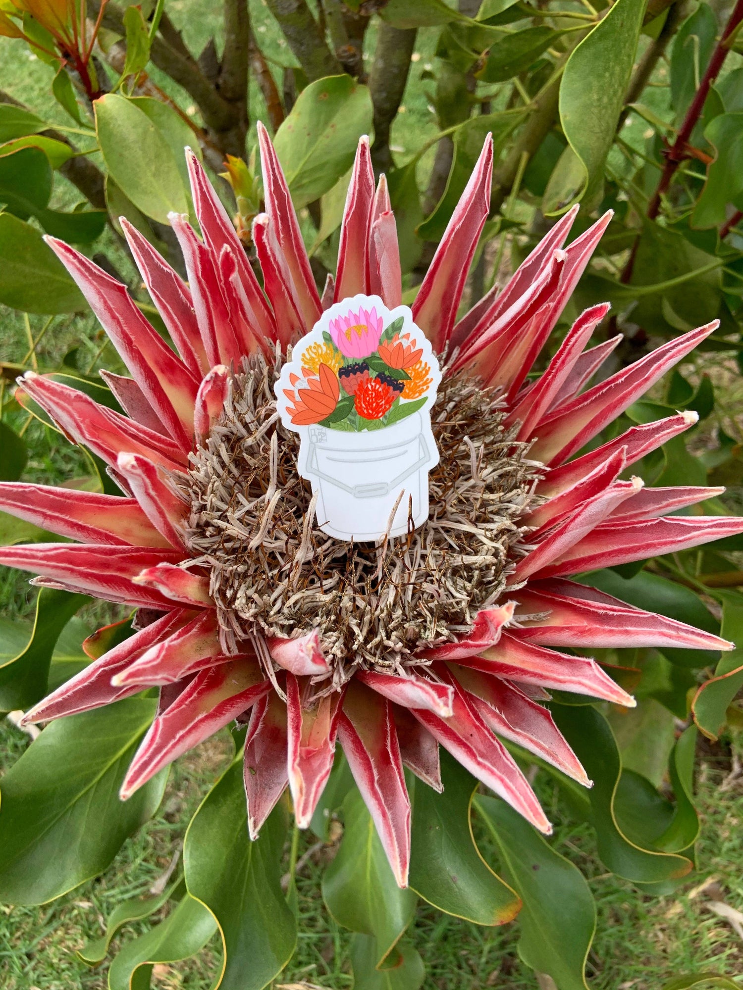 Protea Bucket Stickers