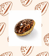 Tiger Cowrie and Clam Jewelry Case 