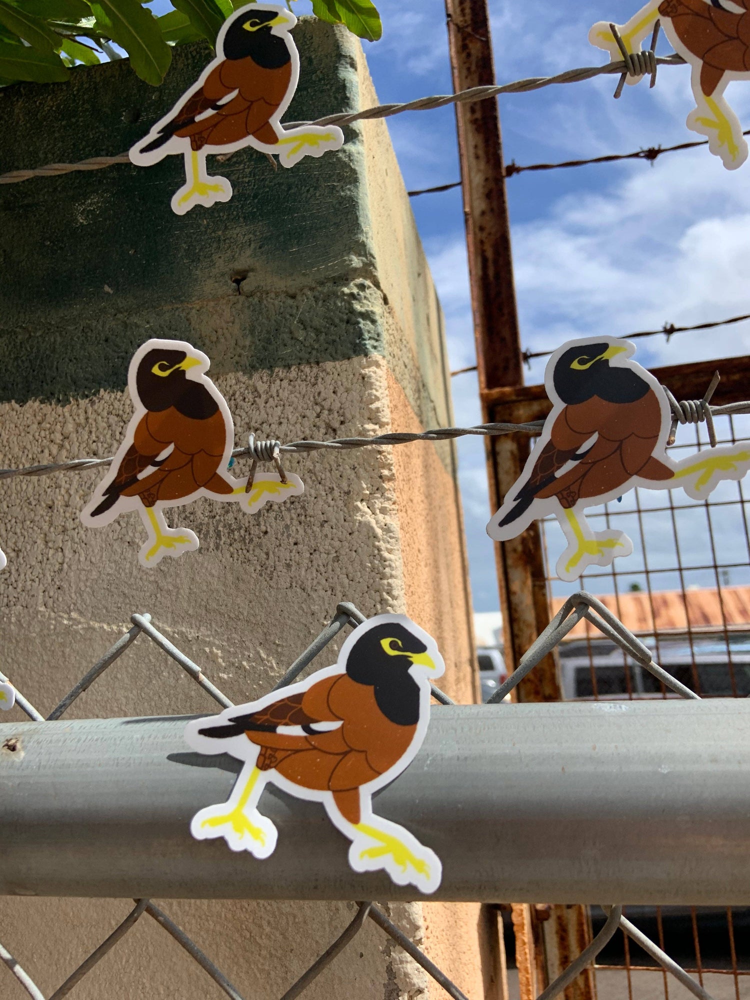 Myna Bird Stickers